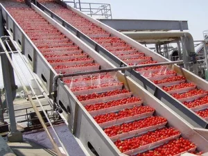 Read more about the article Tomato Processing Plant Cost 