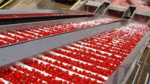 Read more about the article How To Make Tomato Sauce Step By Step In a Factory 