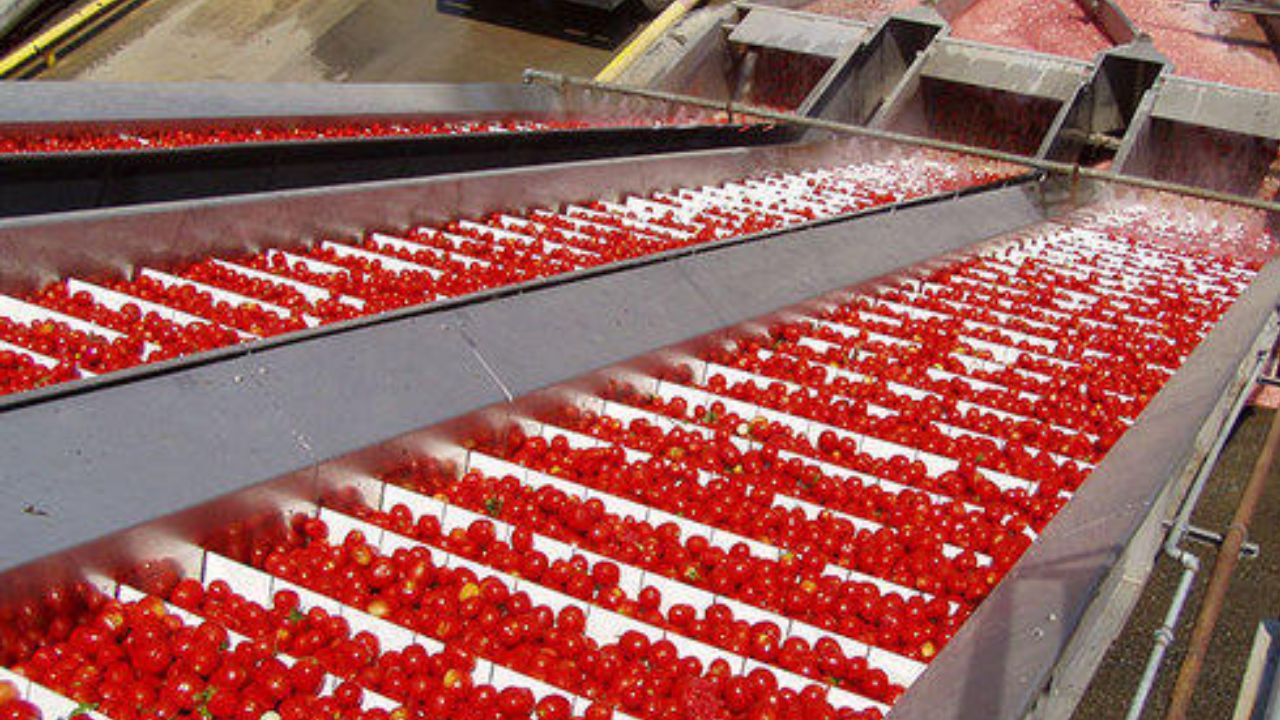 You are currently viewing How To Make Tomato Sauce Step By Step In a Factory 
